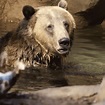 Tired Grizzly Bear GIF by San Diego Zoo - Find & Share on GIPHY