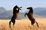 EXPERIENCE AFRICA: WILD HORSES of the NAMIB DESERT