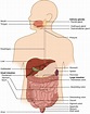 Overview of the Digestive System | Anatomy and Physiology II