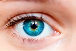 partes del ojo y funciones | Opticost tu óptica de confianza