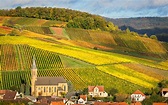 Weingarten in der Pfalz | www.pfalz-info.com