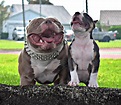 Micro American Bully - Bleumoonproductions