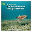 Lo que debes saber en el Día Mundial de las Tortugas Marinas - SUSTENTUR