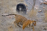Mating Tigers And A Mother's Love | Nature inFocus