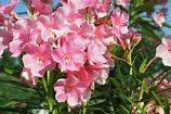 Oleander: Plant Care & Growing Guide