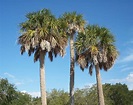 Sabal palmetto - Wikipedia