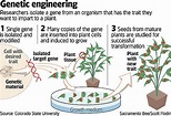 Genetic Modification Of Food Pros And Cons : Genetically Modified Food ...