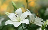 White Lily Wallpapers - Top Free White Lily Backgrounds - WallpaperAccess