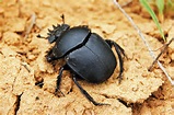 Bolivia's Indigenous Black Scarab Beetles are Being Smuggled Into Japan ...