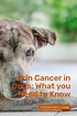 Skin Cancer in Dogs: What you Need to Know