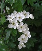 White Hawthorn Blossom | State Symbols USA