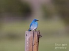 Cute little bluebird Photograph by Jeff Swan