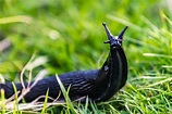 Are there masses of slugs heading toward your yard?