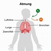 Atmung: So funktioniert das Atmen | Schwabe Austria