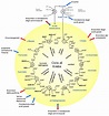 Ciclo de Krebs: qué es, cómo funciona y cuál es su importancia ...