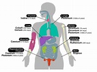 Human Body Diagrams | 101 Diagrams