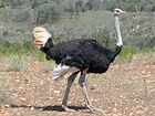 File:Ostrich male RWD.jpg - Wikimedia Commons