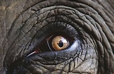 elephant eyes images - Google Search | Elephant eye, Elephant, Elephant ...