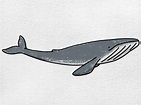 Blue Whale Drawing - Owens Thessaft