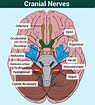Cranial Nerves - Function, Table, Anatomy and FAQs