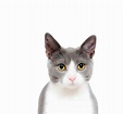 Download Cat Cute PNG Image for Free