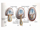 Embriologia Humana: MEMBRANAS SEROSAS..