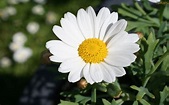 Free photo: Margarida - Flower, Focus, Leaves - Free Download - Jooinn