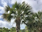 Palmetto trees part of South Carolina history and draw new arrivals ...