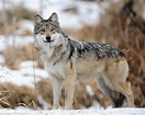 Lobo mexicano: características, reproducción, alimentación, hábitat