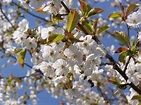 3 Wild Cherry Tree 2-3ft Stunning Blossom, Edible Cherries & Wild Bird ...