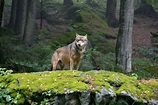 Arriba 76+ images lobo su habitat - Viaterra.mx