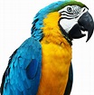 Parrot PNG image transparent image download, size: 1487x1500px
