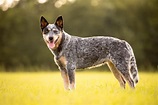 A List of the Best Blue Heeler Names for Your Australian Cattle Dog ...