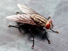 The fly — household pest, or environmental hero? » Scienceline