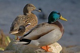 datnyvei:Ducks in plymouth, massachusetts.jpg - Wikipedia
