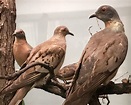 Passenger Pigeon | Idaho Birds