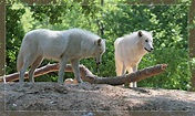 Weisse Wölfe Foto & Bild | tiere, zoo, wildpark & falknerei, säugetiere ...