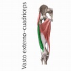 Músculos Cuadriceps - Vasto Externo