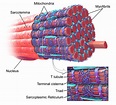 肌膜 - 维基百科，自由的百科全书