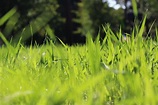 4Th Millennium Tall Fescue: Experience Lush Green Lawns