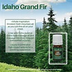 Idaho Grand Fir - OFFICIAL SITE | SHAFAUN.COM