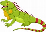 Iguana Vector Art, Icons, and Graphics for Free Download