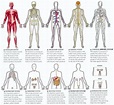 Human Body Systems Diagram - guarurec