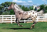 Appaloosa pictures, video, and information.