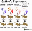The Griffith and Hershey-Chase Experiments – MCAT Biology | MedSchoolCoach