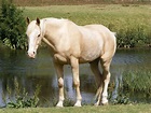 ¿Qué es un caballo bayo? Te contamos sus características y cuidados ...