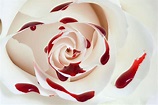 Free photo: Blood Rose Macro - Abstract, Rose, Petal - Free Download ...