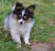 Papillon Dog Breed - Pictures, Information, Temperament ...