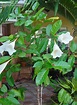 PlantFiles Pictures: Portlandia Grandiflora, Bell Flower, Bellflower ...