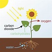 Photosynthesis Diagram - Process of Energy Transformation - Edraw